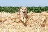 CHIEN FINNOIS DE LAPONIE 520
